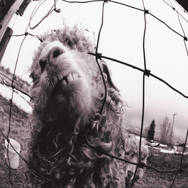 PEARL JAM – VS. (CD NACIONAL). tienda de discos en méxico formato muerto